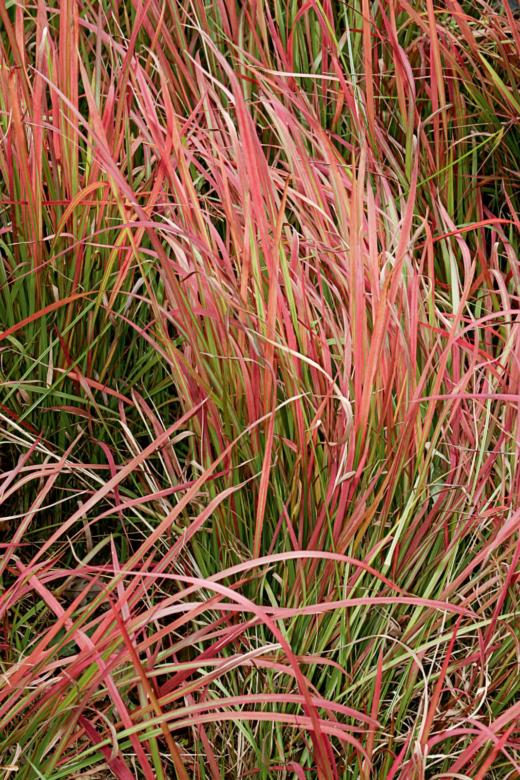 Grass Imperata Cylindrica Red Baron Briggs Nursery