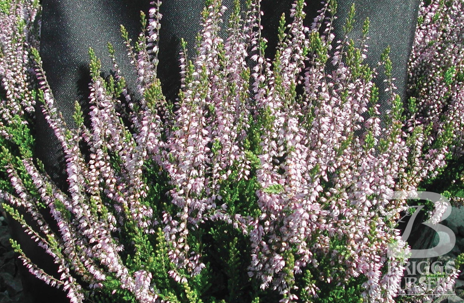 <b>Calluna</b> Vulgaris &apos;Spring Torch&apos; Briggs Nursery.