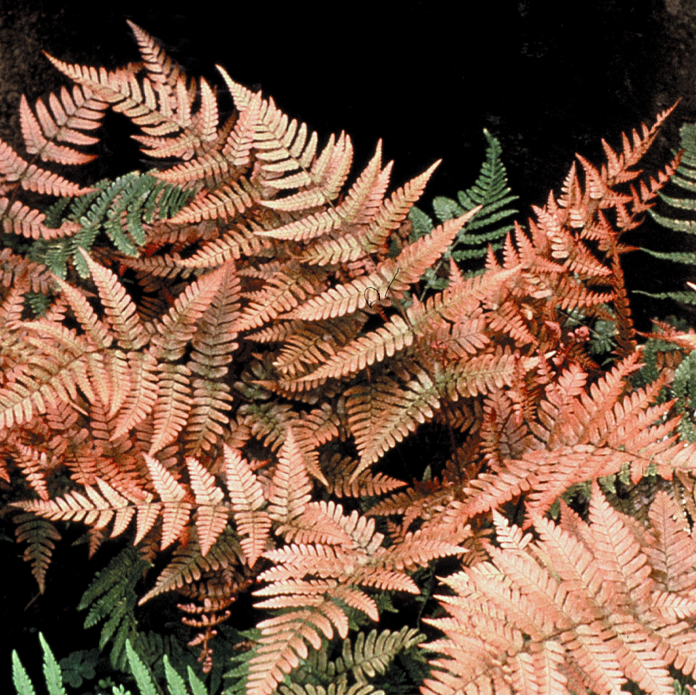 brilliance autumn fern dryopteris erythrosora