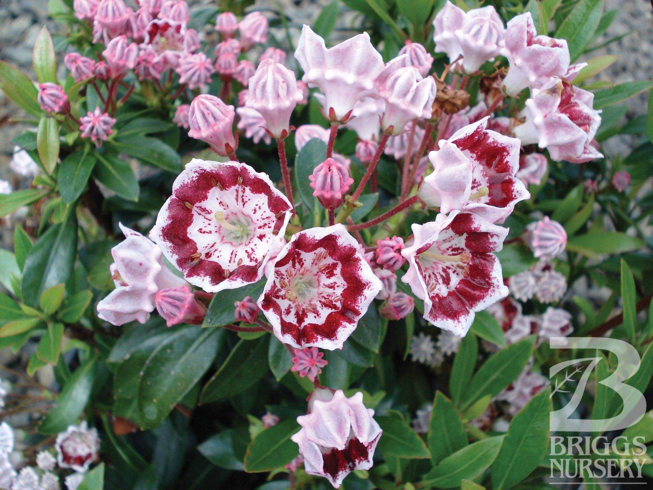 Kalmia Latifolia ‘Minuet’ | Briggs Nursery