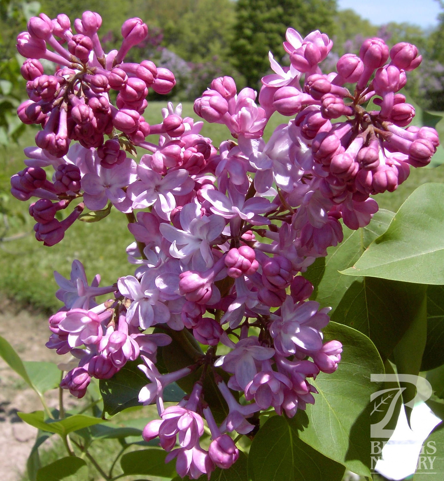 Belle De Nancy Lilac